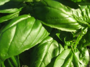 An Amber Ale made with Basil